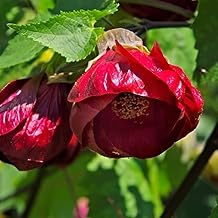 Green view® Abutilon Nabob Lanthan Hibiscus One Healthy Live Plant (1–1.5 ft) | Deep Red Flowering Plant | China Rose | Shoeblack Hibiscus | Garden Outdoor