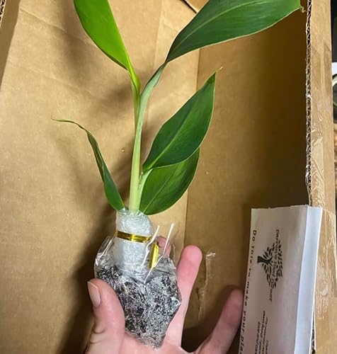 Generic Blue Java Banana Tree - Ice Cream Banana Plant - Live Starter Fruit Tree - Blue Banana Tree Plant - Banana Tree Live, Green