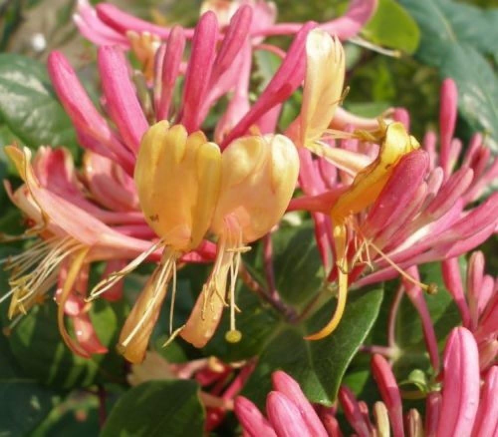 Lonicera Heckrottii Goldflame Highly Fragrant Honeysuckle Climbing Plant 3-4ft Supplied in a 3 Litre Pot