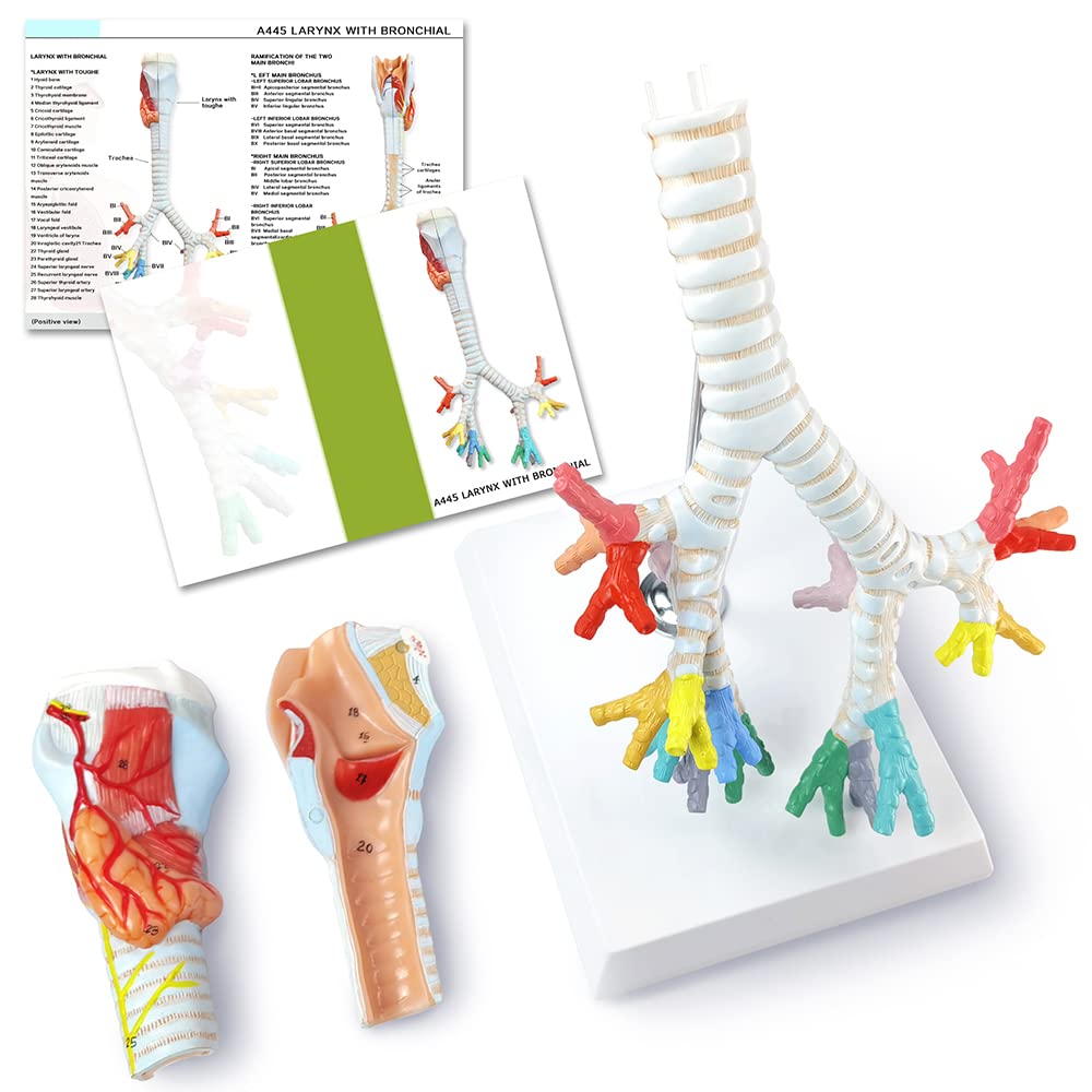 Bronchial Tree Model Anatomical Model Of The Larynx With Trachea And