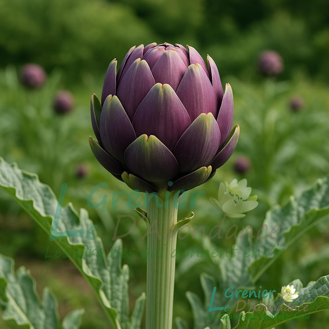 Le Grenier d'Abondance ARTICHAUT Violet de Provence Cynara scolymus 10 graines