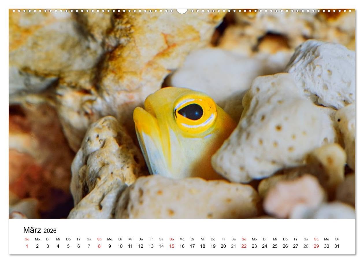 Fischzauber - Wundervolle Aquarienfische (hochwertiger Premium Wandkalender 2026 DIN A2 quer), Kunstdruck in Hochglanz: Kalender mit bezaubernden Aufnahmen von kleinen Fischen in Aquarien.