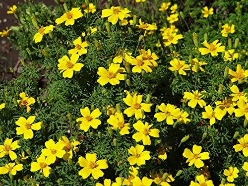 Buy4Seeds Marigold TAGETES Lemon GEM 250 Finest Seeds Easy to Grow