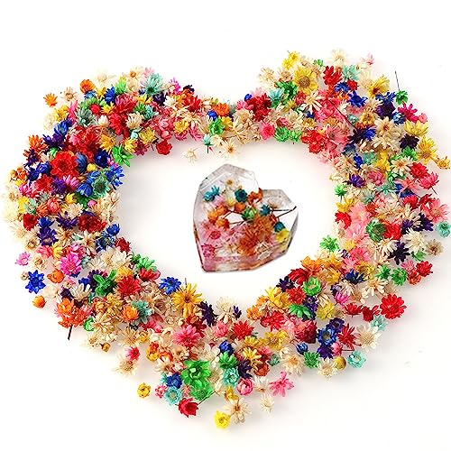 Flores secas, 300 pcs multicolor para manualidades miniatura 1
