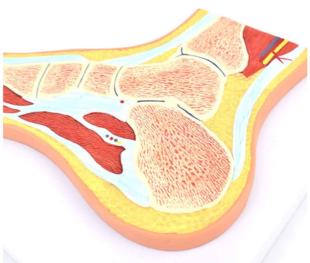 Medyczny anatomiczny model szkieletu stopy z więzadłami, struktura stawu skokowego medyczny model mięśni szkieletowych stopy stawu do nauczania medycznego naukowy