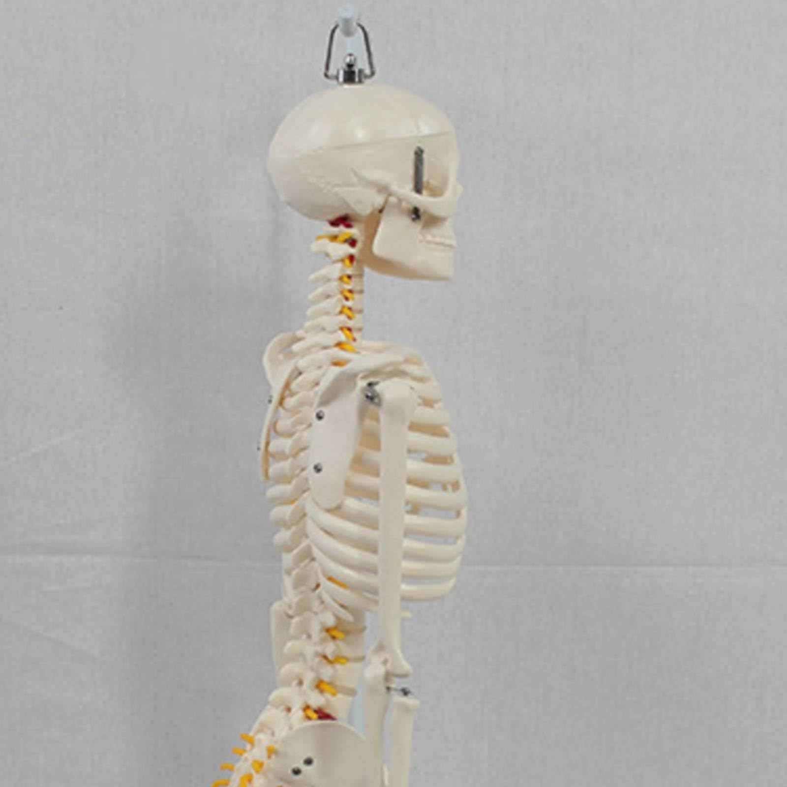Almencla Lehrskelett Anatomie Modell Skelett Figur Skelettmodell Skelettpuppe aus Langlebigem PVC mit Aufhängung Und Stabilem Sockel für Labor Hörsaal Behandlungsraum für Anschauung Untersuchung