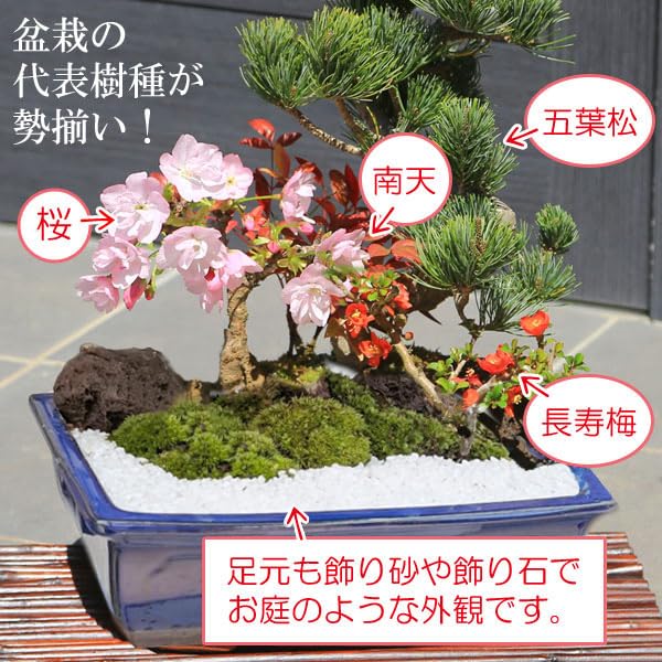 Amazon | 遊恵盆栽 盆栽：桜・五葉松寄せ植え*(青長角縁付鉢