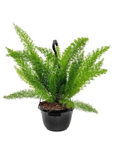 Asparagus Meyers | Foxtail Fern | Easy Care Evergreen Plant | Unusual Yet Wonderful Plant for Gardens, containers and Hanging planters
