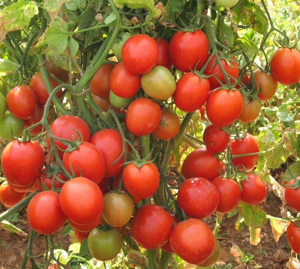 Arka Rakshak F1 Hybrid Vegetable Tomato Seeds, Pack of 100-image-36