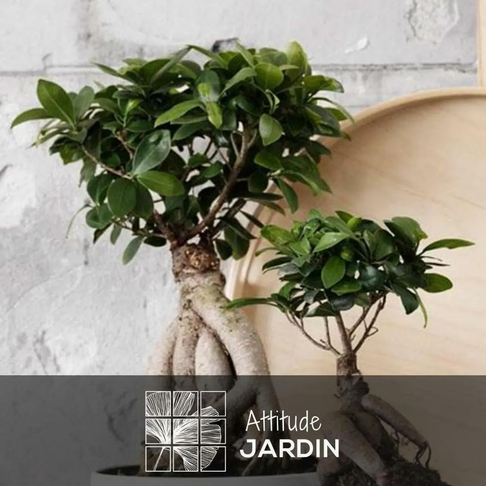 Attitude Jardin - Ficus żeń-szeń - bonsai dla początkujących - ficus microcarpa - 110-120 cm - ◕ 25 cm - roślina doniczkowa