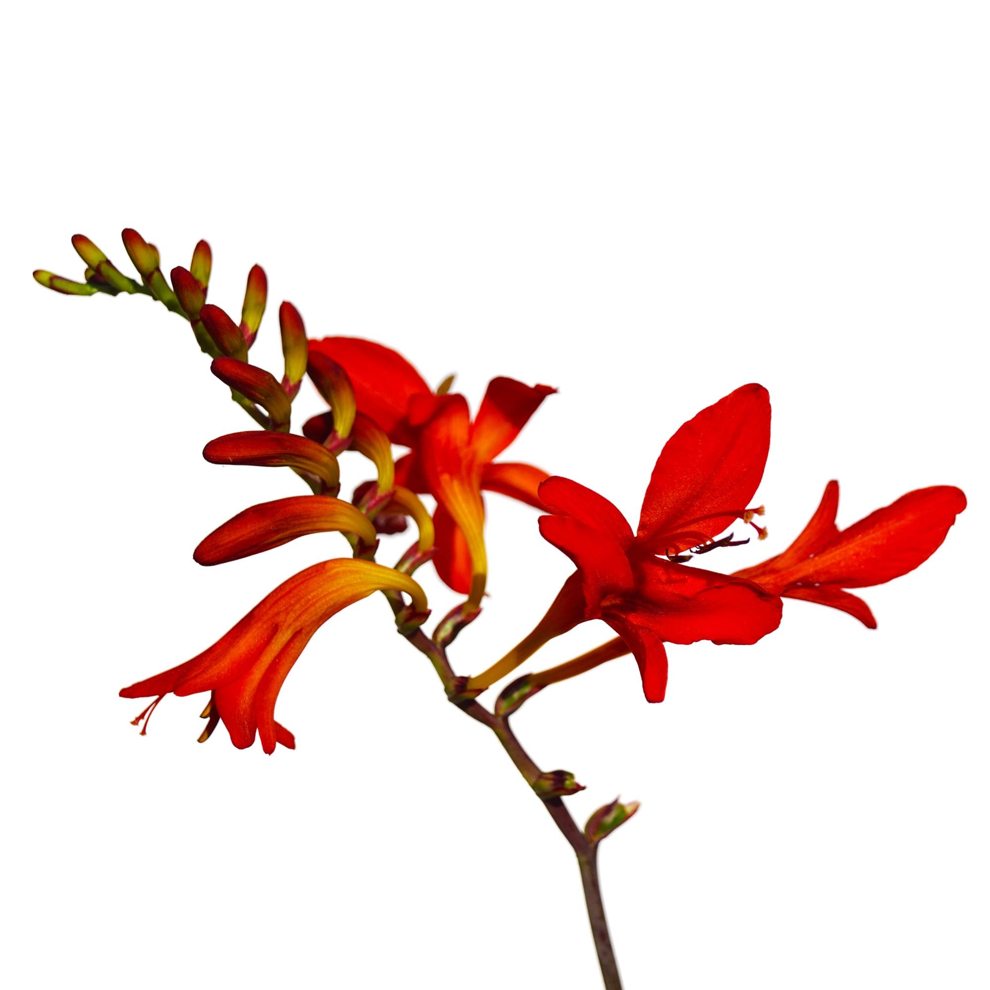 Easy to Grow Crocosmia ‘Erika’ 20 Corms