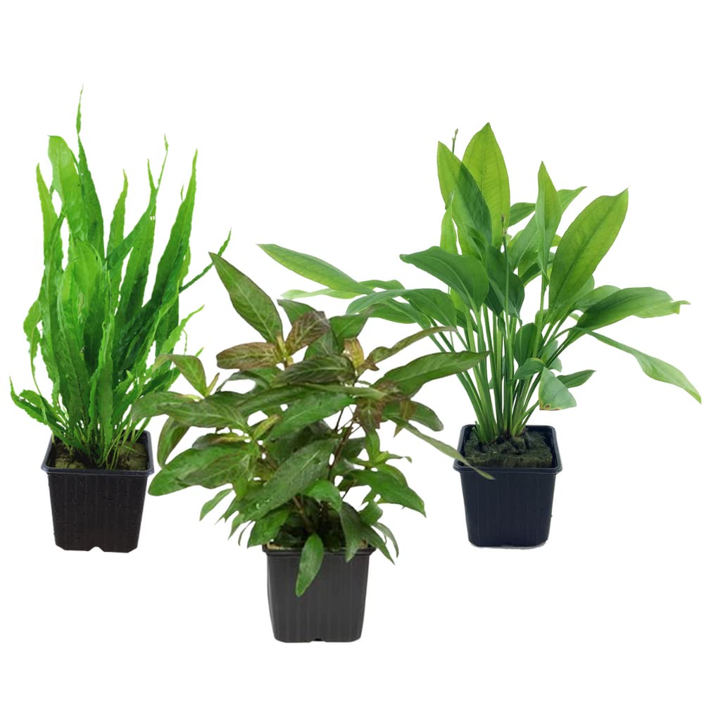 AquaOne Piante per acquario, 3 piante nutrite XL, pianta madre per acquario, ecinodorus Grisebachii Microsorum pteropus Hygrophila corymbosa I Set con 3 piante acquatiche