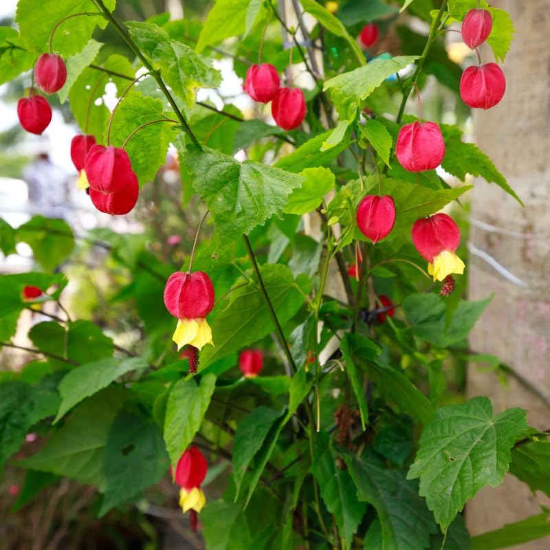 3 Abutilon Plants, 3 to 6 Inch Abutilon Plant Live for Outdoor Garden, Lantern Plant Starter Plugs