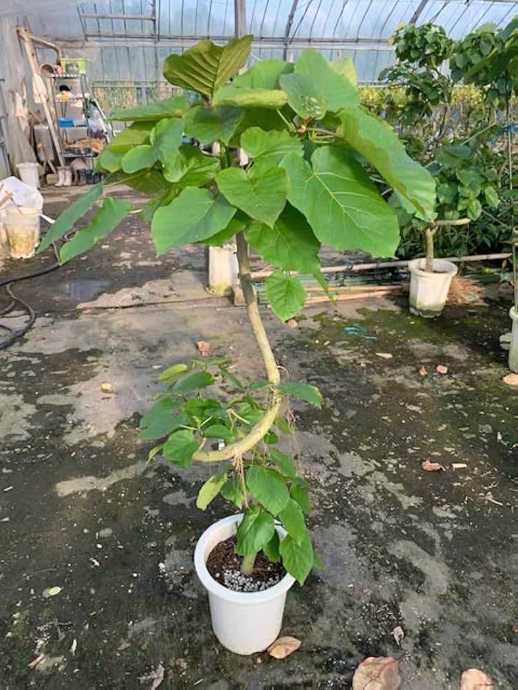 <引き取り限定> ウンベラータ　外鉢付き　180cm 引き取り限定> ウンベラータ 外鉢付き 180cm 2025年最新