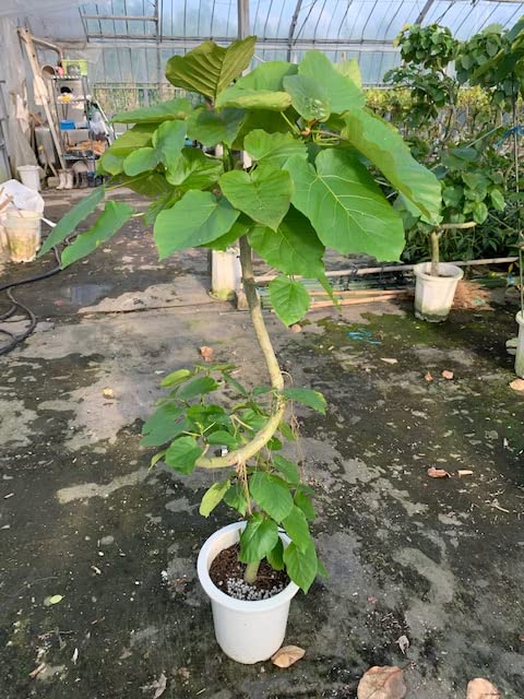 Amazon｜【一鉢限定】螺旋状フィカス・ウンベラータ 150cm 9号