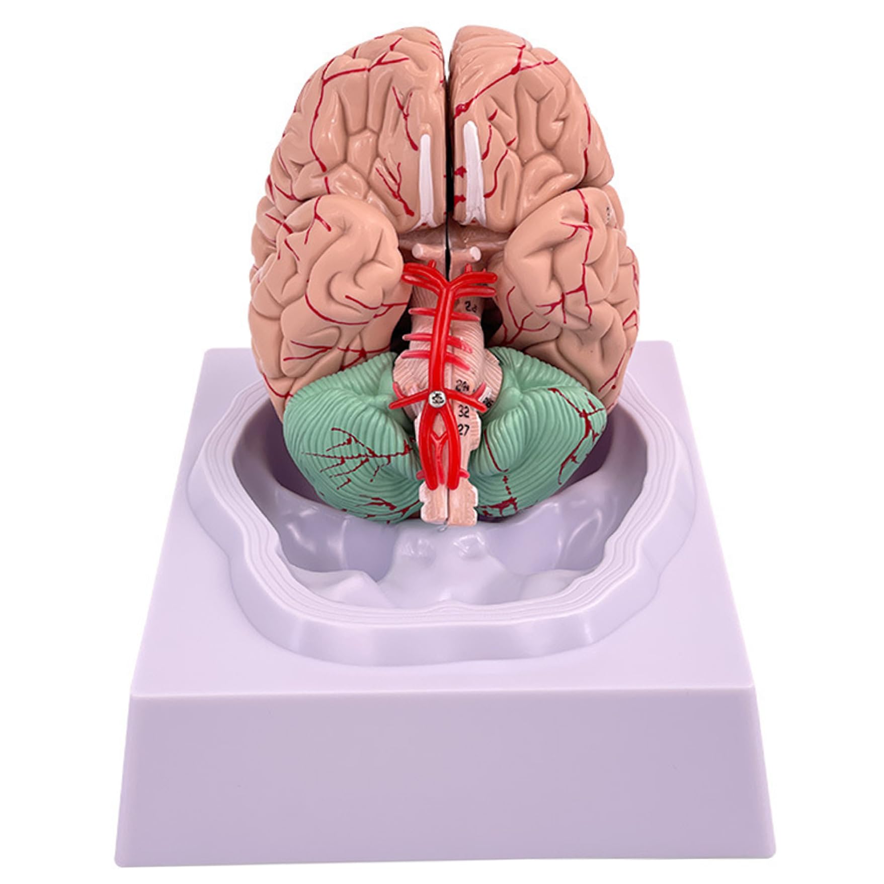 Gehirnmodell, menschliches Gehirn, 8-teiliges Modell mit 32 digitalen Kennungen, lebensgroße menschliche Anatomie für Naturwissenschaften, Klassenzimmer, Studium, Display, Unterricht #1