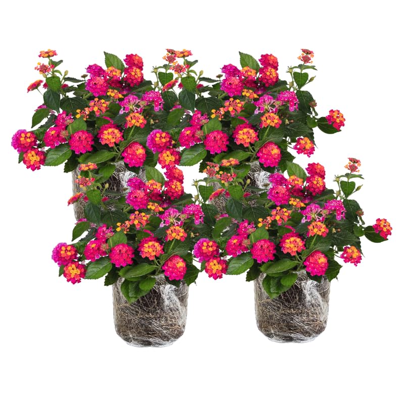 4 Lantana Plants Live Pink Yellow Lantana Live Plant from 4 Inches Tall Hardy Annual Flower Plant Indoor Outdoor