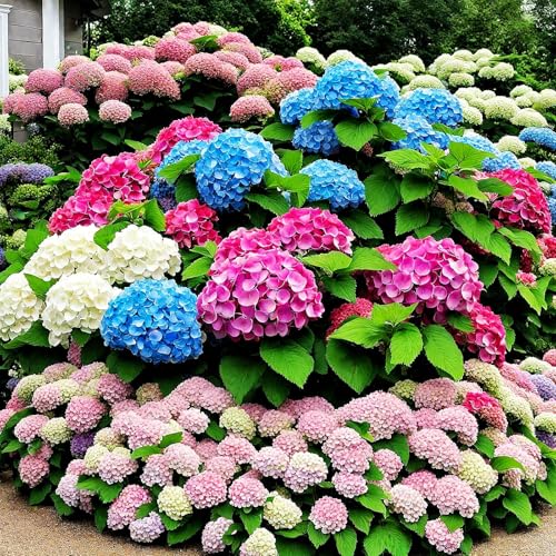 bulbi di ortensia blu - hydrangea - perenne, resistente, facile da coltivare, ideale per vaso e giardino-1pcs-i