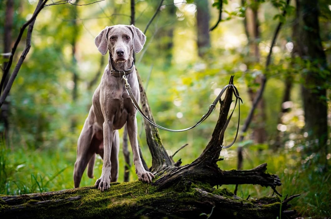 Hundehalsband Biothane verstellbar/mit Softshell gepolstert/S - XXL/Edelstahlbeschläge/wasserfest & waschbar/kleine & Grosse Hunde (Olive, M (45-50cm))