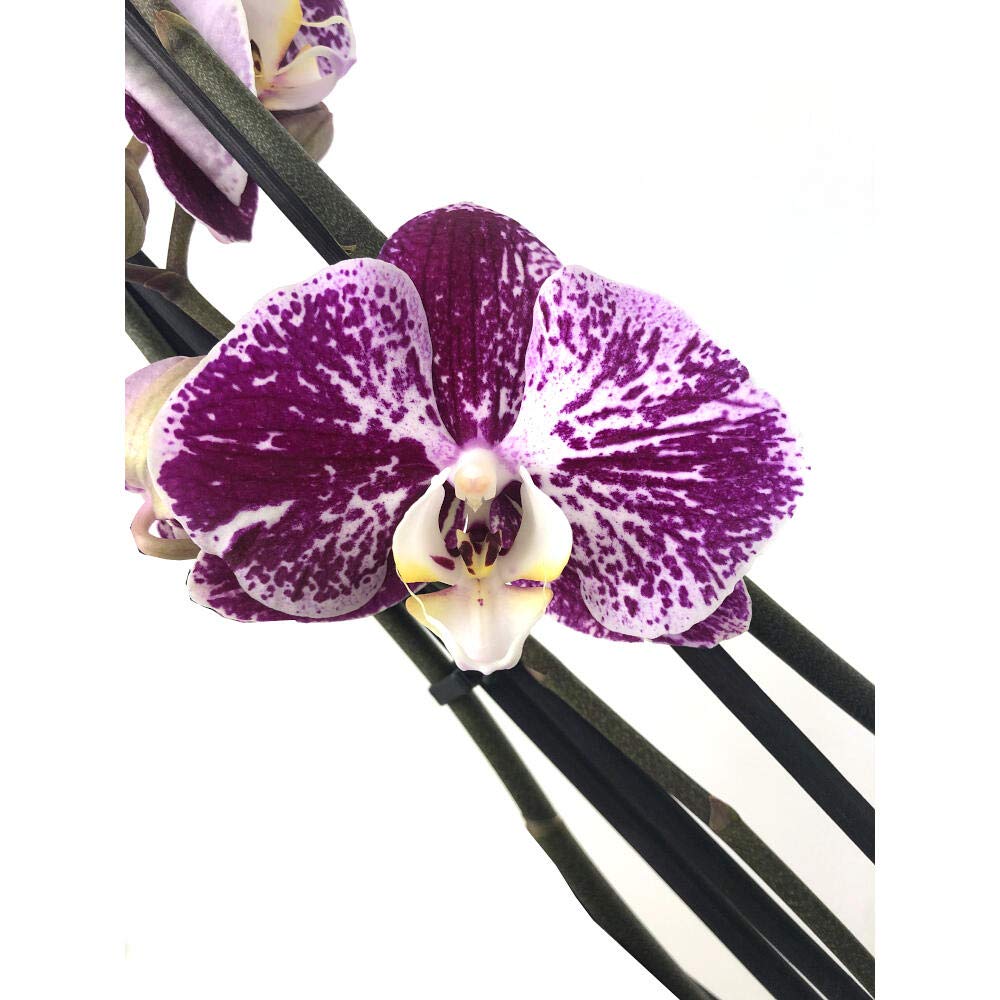ORCHIDÉE NATURELLE PHALAENOPSIS MORADE ET BLANC NOIR STRIPES 75CM 2-3 TAILLES