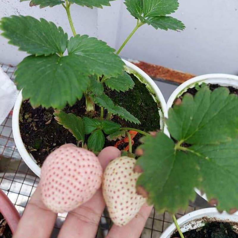 10 White Strawberry Plant, White Strawberry Fruit Plant Live Rooted, Strawberry Roots to Plant
