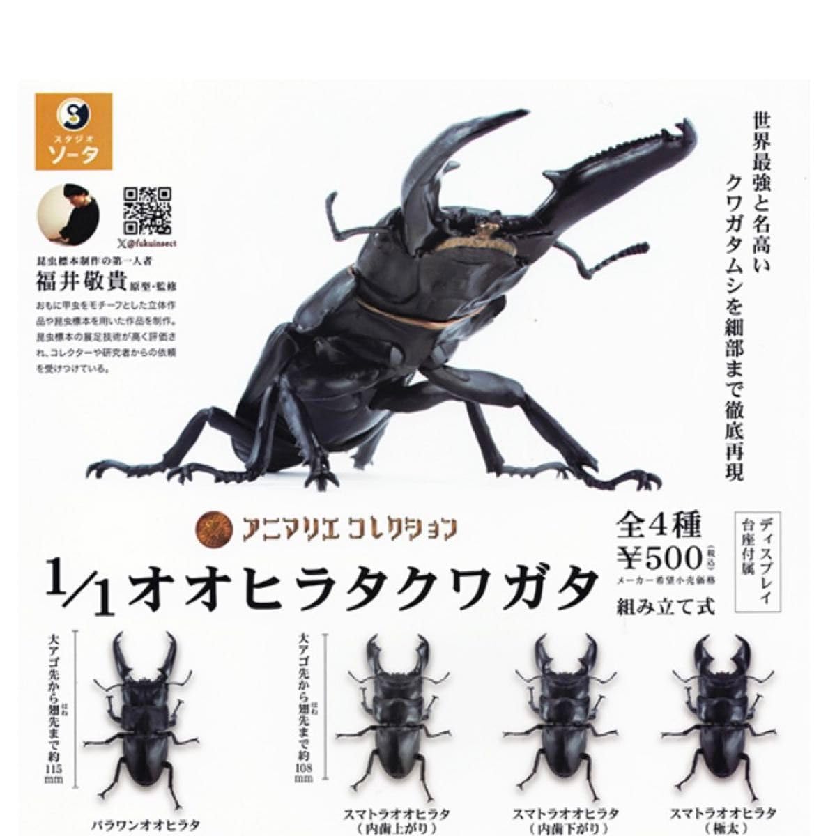 スマトラオオヒラタ パラワンオオヒラタ B品 スマトラオオヒラタ