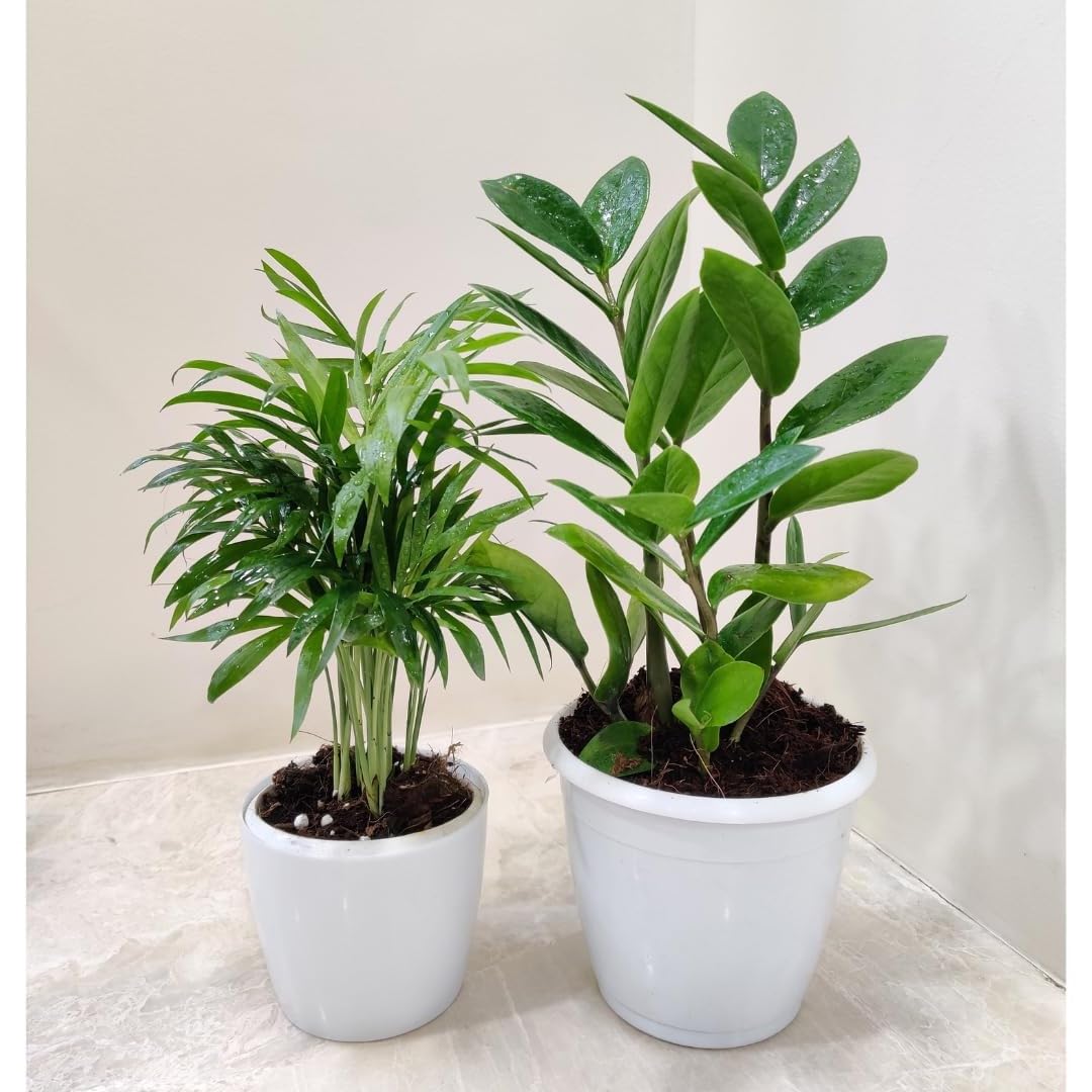 Guruji Plantation Live Indoor Plants with Pots ZZ Plant & Mini Bamboo Plant Combo for Home, Garden, Decor, Living Room (B0D689Q9Y2) Amazon Price History, Amazon Price Tracker