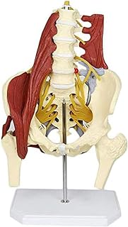 Lumbar Spine Bone Model, Female Pelvis Model, Medical Science with Pelvic Floor Muscle Anatomy Model Life Size Adult Skeleton Anatomical Model