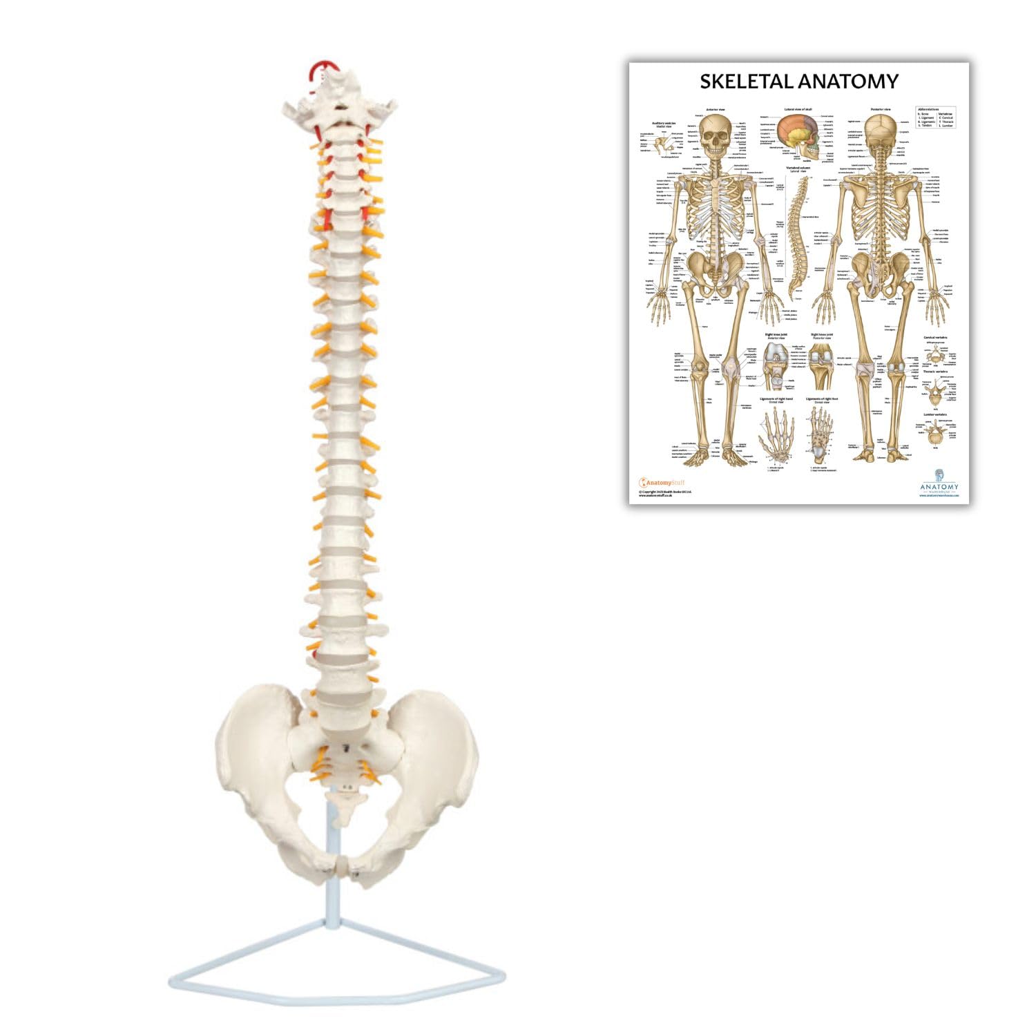 Anatomy Warehouse Life-Size Vertebral Column Anatomy Model + Skeletal System Laminated Poster Bundle