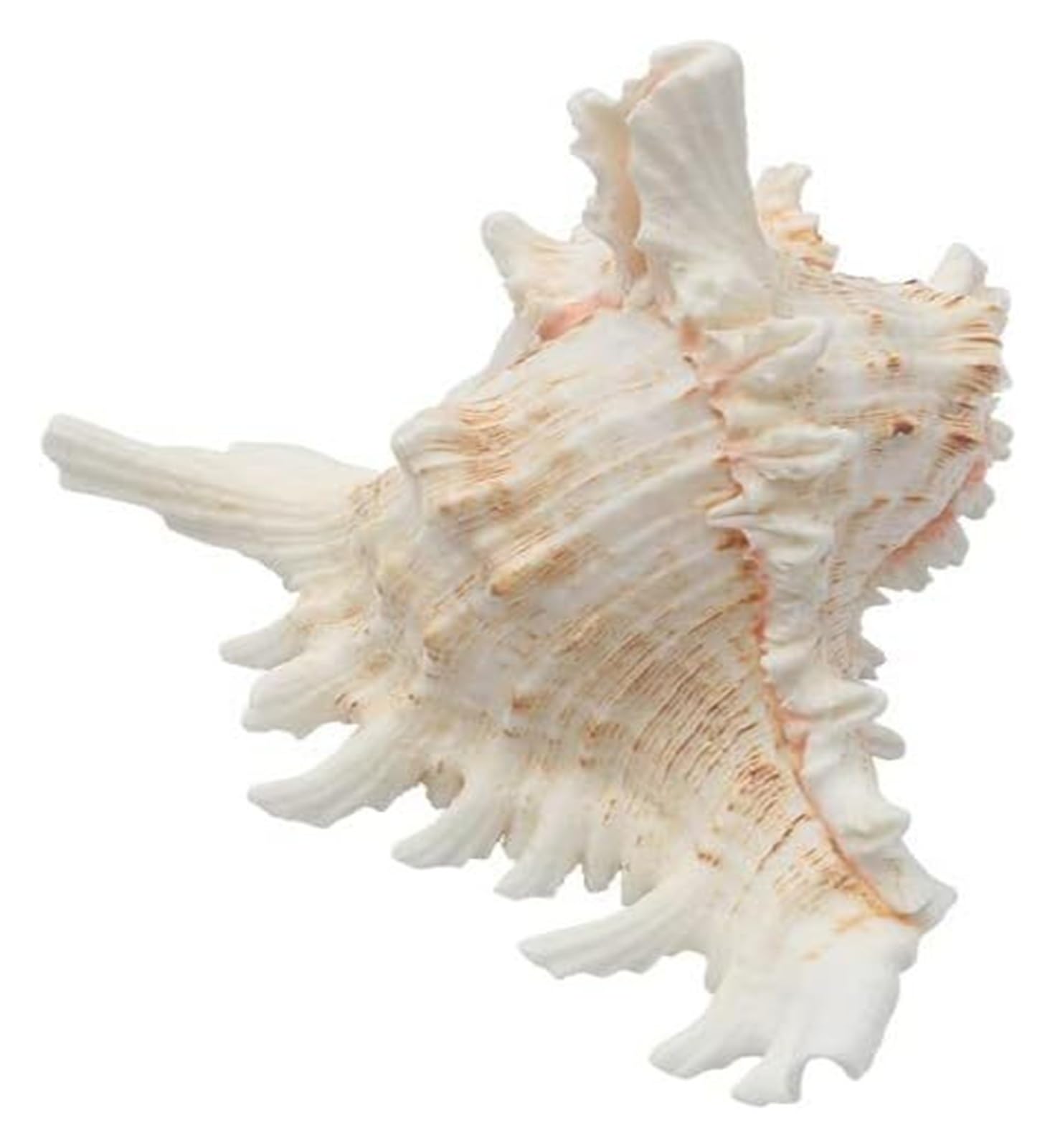 Große Muscheln, z. B. Schneckenmuscheln – Muscheldekoration for den Tisch, Riesenmuscheln for Zuhause, Aquarium, 21 bis 22 cm(23to24cm)
