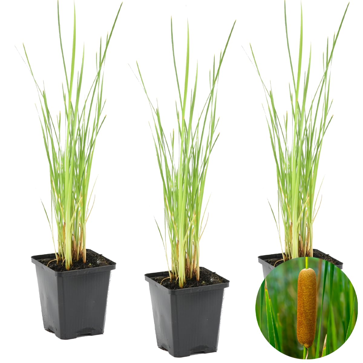 Bloomique - Set di 3 - Typha Latifolia - Tifa Maggiore - Mazza Sorda - Pianta da Stagno - Resistente al Freddo - Zona 2-3 - Alte 15-25 cm - Vaso 9 cm