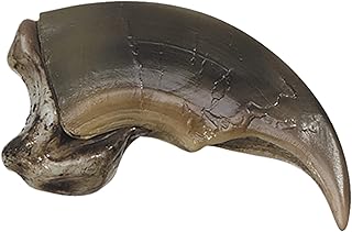 Replica Polar Bear Claw