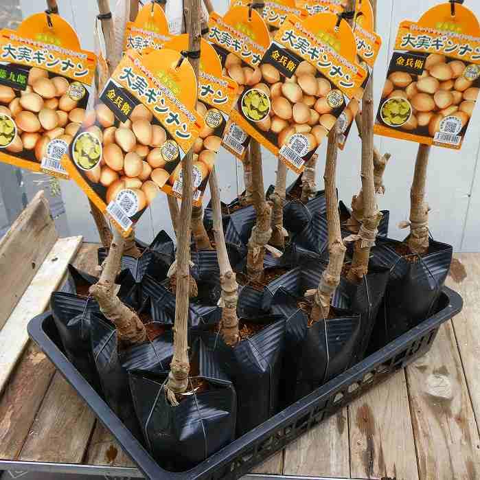 果樹園「花育通販」イチョウ・銀杏(ぎんなん)の苗木を販売 銀杏