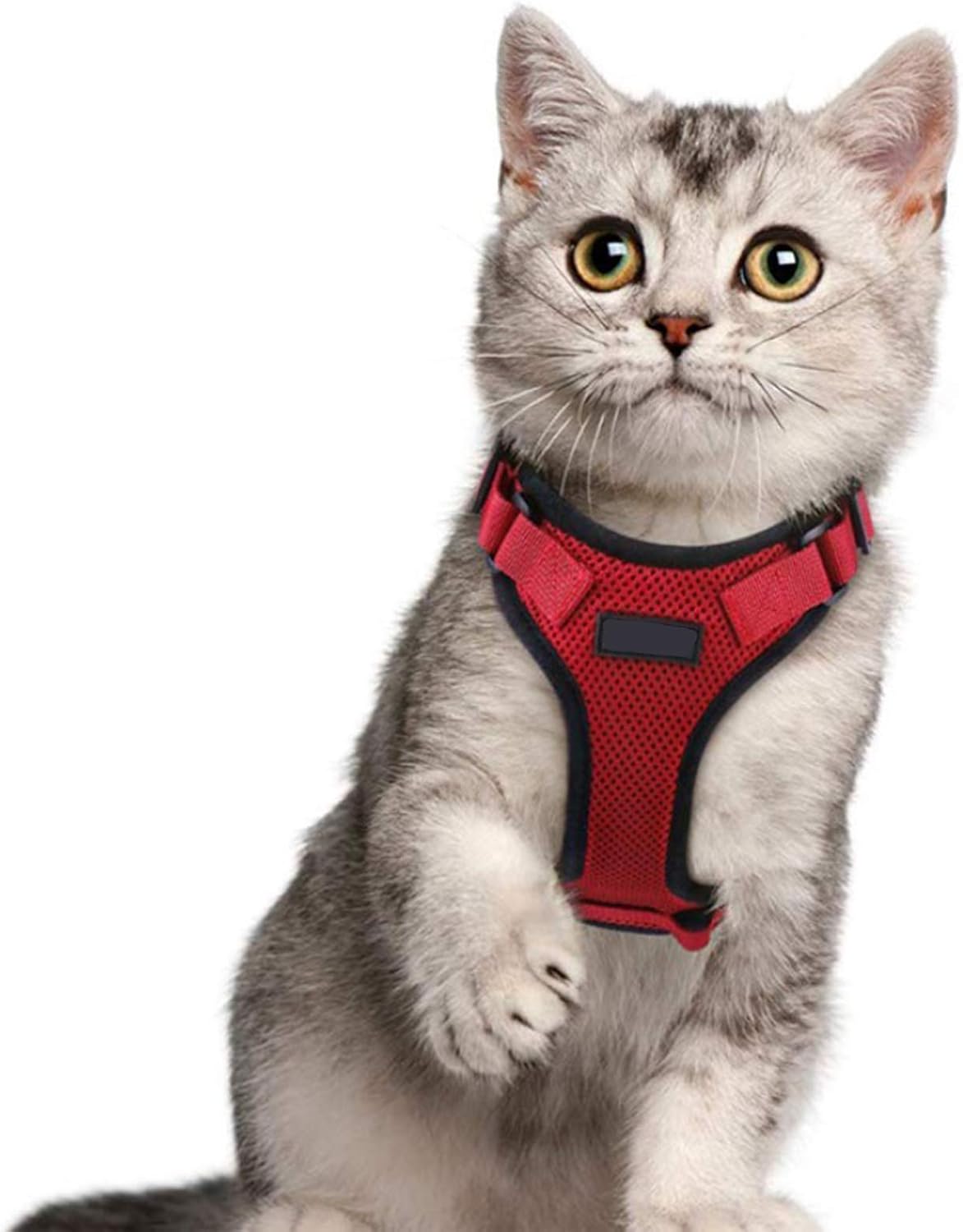 cat hiking harness