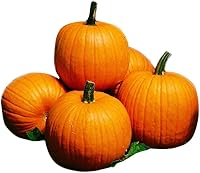 Vista 5 de Park Seed Capitán Jack - Semillas de calabaza híbridas – Variedad gigante en forma de barril alto para tallar, hornear y exhibiciones de otoño