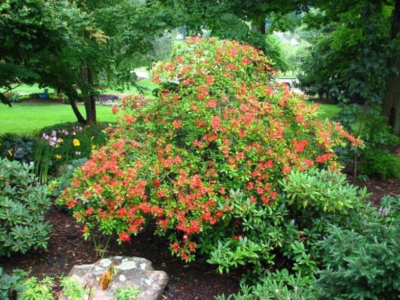 Miniatura 2 de PLUMLEAF Azalea, 10 semillas de árbol, crecimiento rápido, rododendro prunifolium