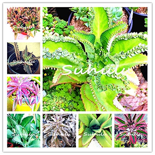 CUSHY Seeds:Bonsai 50 Pcs Longevity Flower Bonsai Potted Plants 2018 New DIY Home Garden Mini Off Bonsai Decor of Garden Flower : Mix