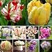 ASTONISH: Tulip Seed: 100Pcs Rare Rainbow Tulip Bulbos de flores Semillas Perennes...