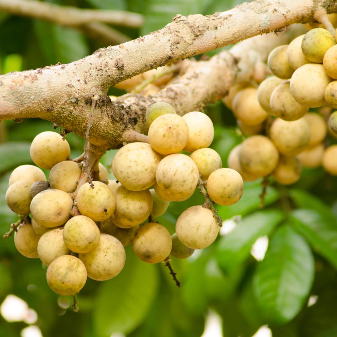 Floral Treasure Langsat/Duku/Lansium domesticum (Lanzones, Hybrid) Seedling Exotic 1 Live Fruit Plant (B0D8829KQ6) Amazon Price History, Amazon Price Tracker