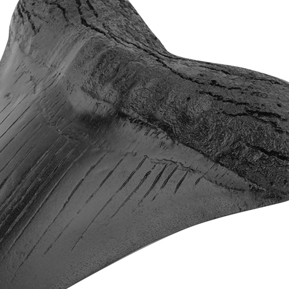 Denti di Squalo da 5 Pollici Modello Dente Megalodonte Gigante Facile da Pulire Decorazione Domestica Denti di Squalo Nero Biologia Marina Fossile Oggetti di Scena for Bambini