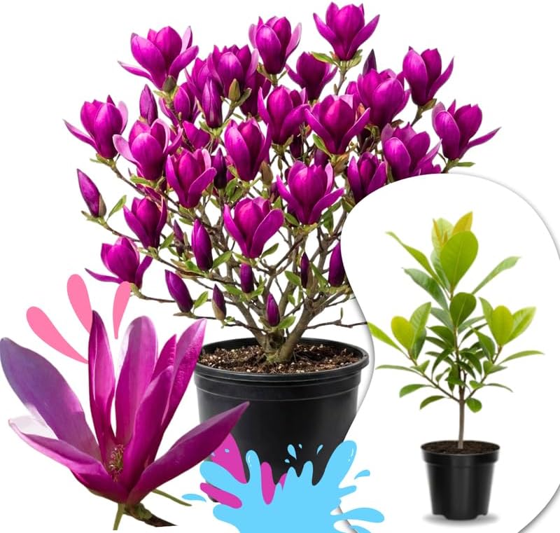 02 Ann Magnolia Tree Live Plant in 2.5" Pot, 1 Year Old Well-Rooted Tree, Cold Hardy, Magnolia Shrub for Spring Planting, Fast-Growing