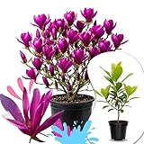 02 Ann Magnolia Tree Live Plant in 2.5' Pot, 1 Year Old Well-Rooted Tree, Cold Hardy, Magnolia Shrub for Spring Planting, Fast-Growing