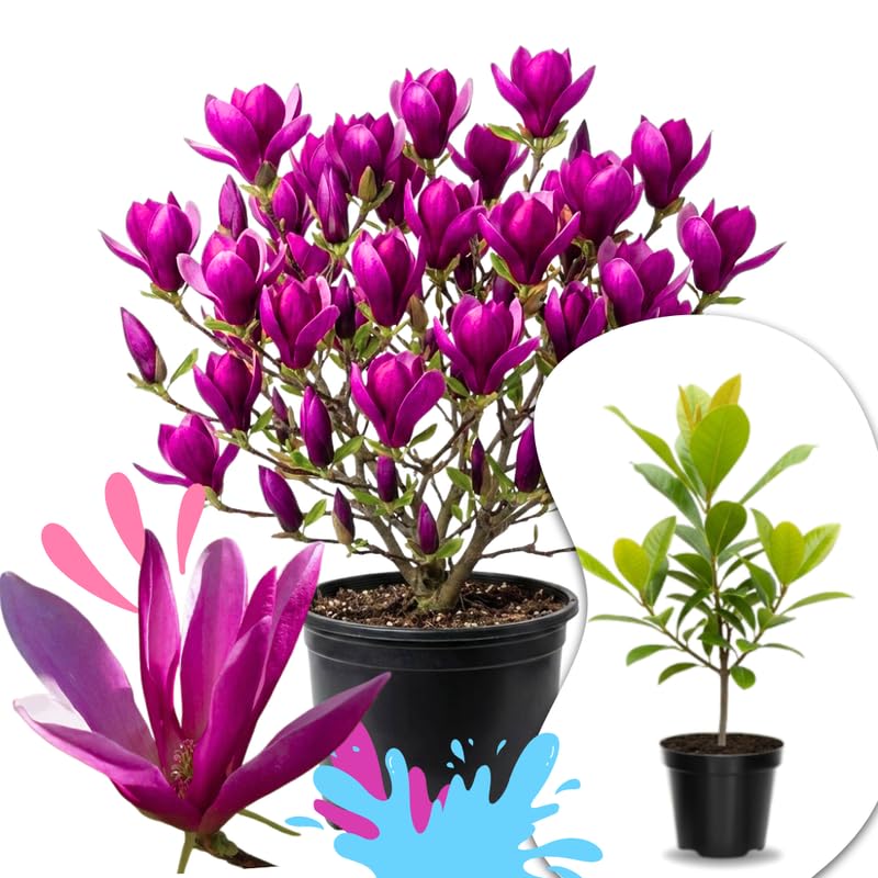 02 Ann Magnolia Tree Live Plant in 2.5 Pot 1 Year Old Well-Rooted Tree Cold Hardy Magnolia Shrub for Spring Planting Fast-Growing