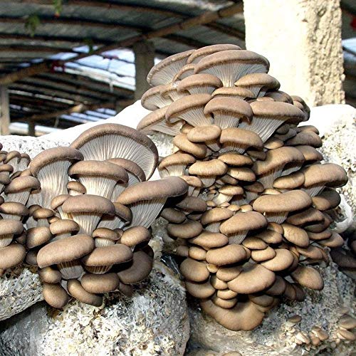 TankMR Farms Seeds 150Pcs Delicious Mushroom Seeds Fragrant Blooms Garden Courtyard Vegetable Plant for Garden Balcony/Patio - Mushroom Seeds