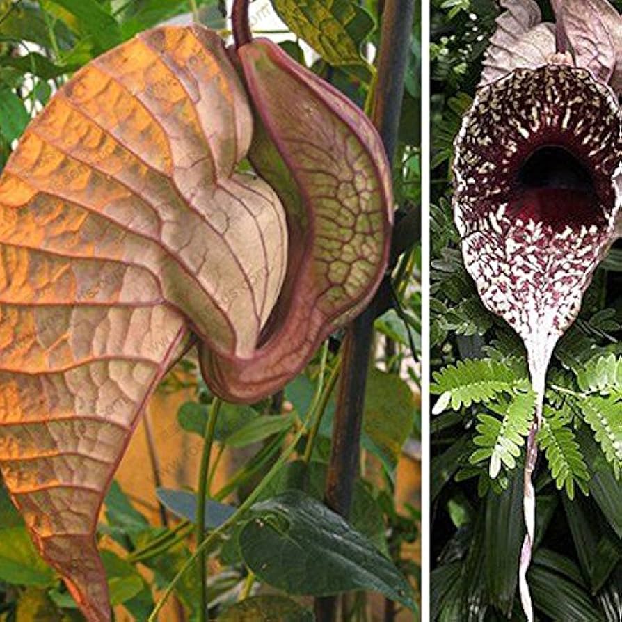 Amazon.co.jp: ウツボカズラ植物の種子、種子は、50個/袋肉食