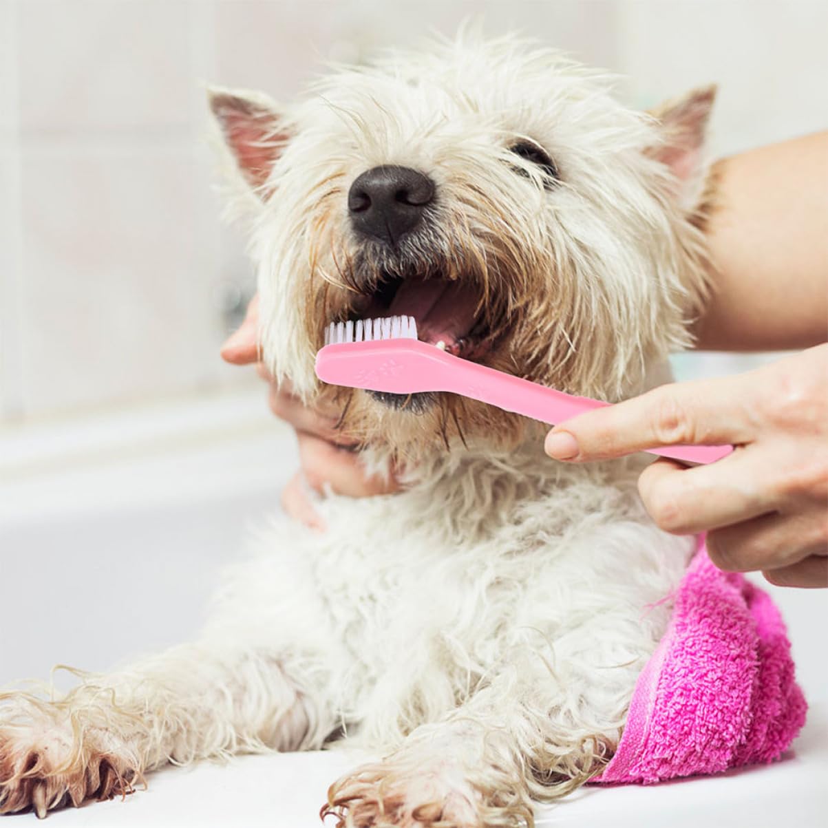 BESPORTBLE Cleaning Toothbrush Dual-Head Dog Oral Care Soft Compact Brush for Dogs of Sizes