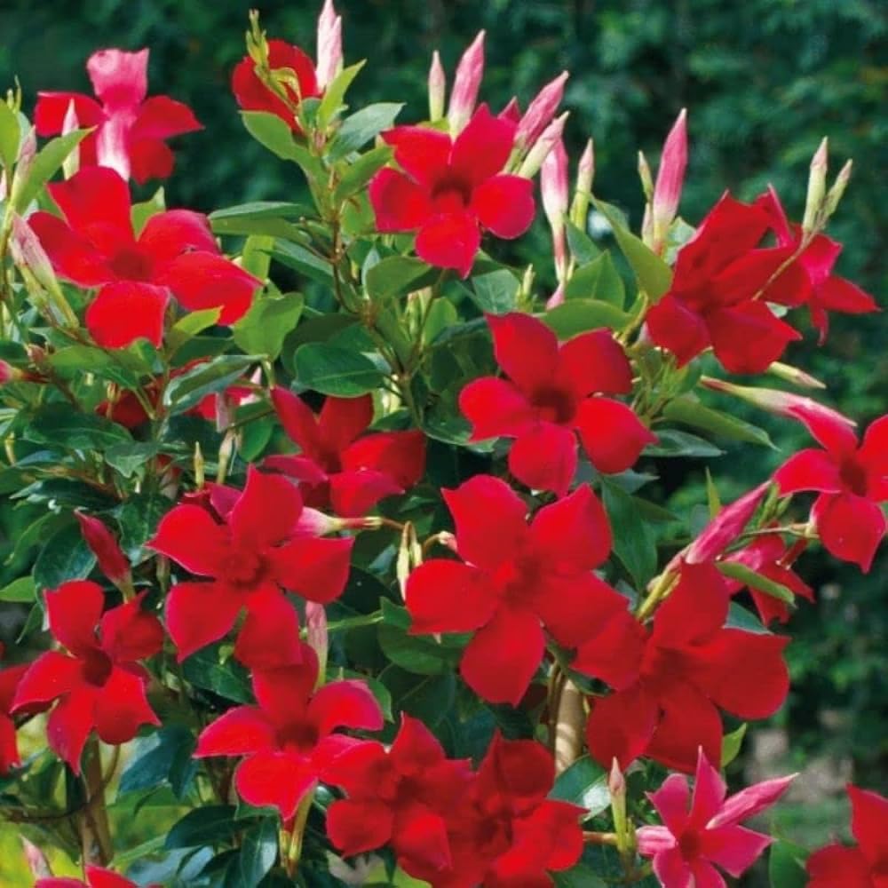 GREEN HORIZON® Red velvet Mandevilla flower plant, Hybrid variety 006, pack of 1. (size 1-1.5 ft) (B0CKWGZQLC) Amazon Price History, Amazon Price Tracker