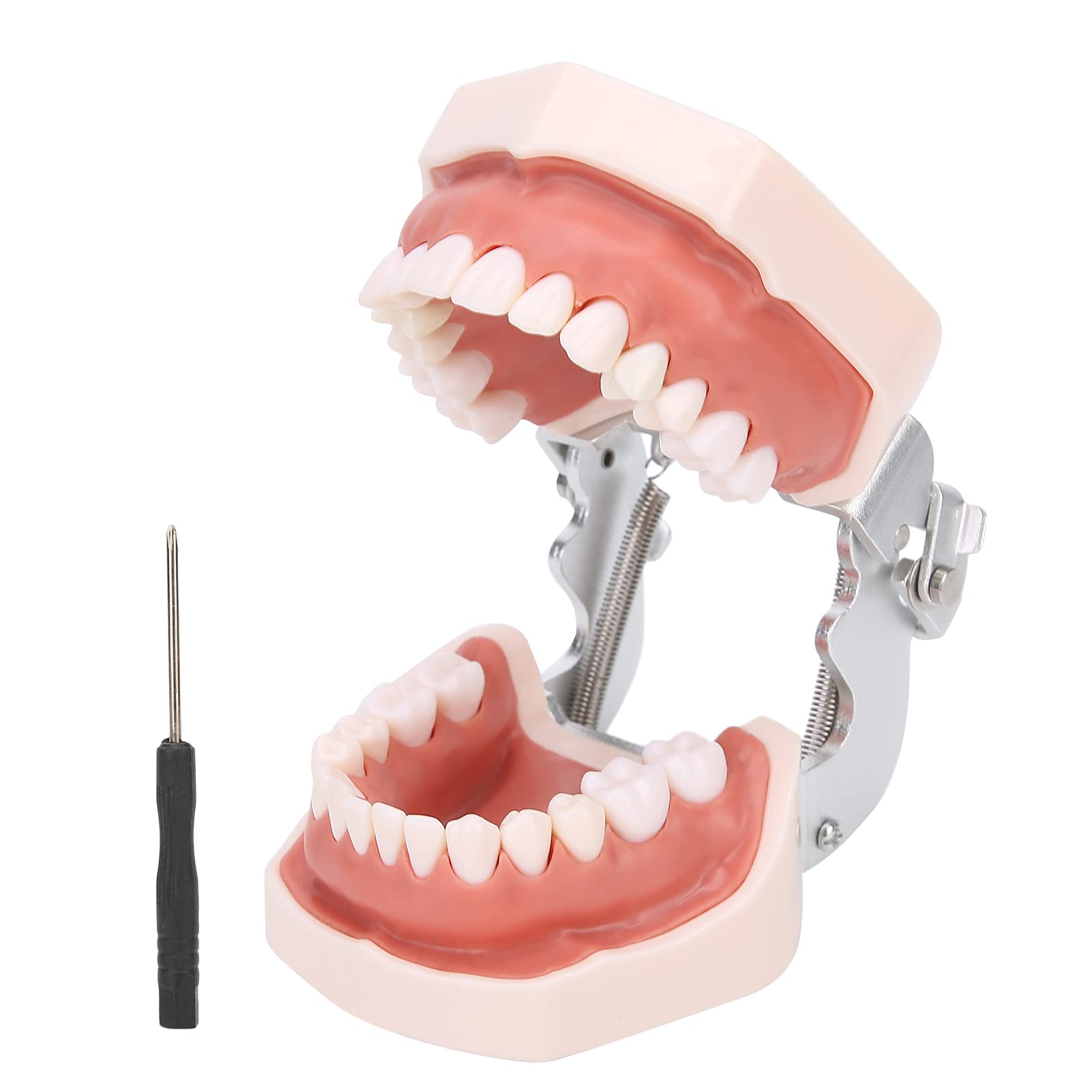 Denti staccabili Modello di Denti Modello di insegnamento Modello di dimostrazione standard Strumento di simulazione Denti Dentali Modello per la pratica di insegnamento con cacciavite, Modello di d