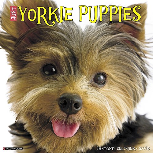 Just Yorkie Puppies 2018 Calendar