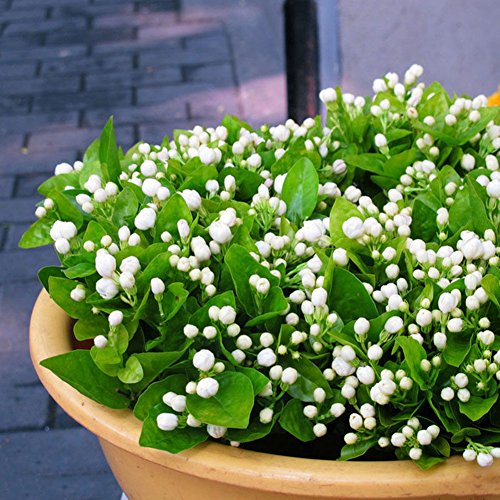 rainbow25 100Pcs Jasmine Flower Seeds Fragrant Home Garden Plant Seed Wedding Party Decor rainbow25 100Pcs Jasmine Flower Seeds Fragrant Home Garden Plant Seed Wedding Party Decor